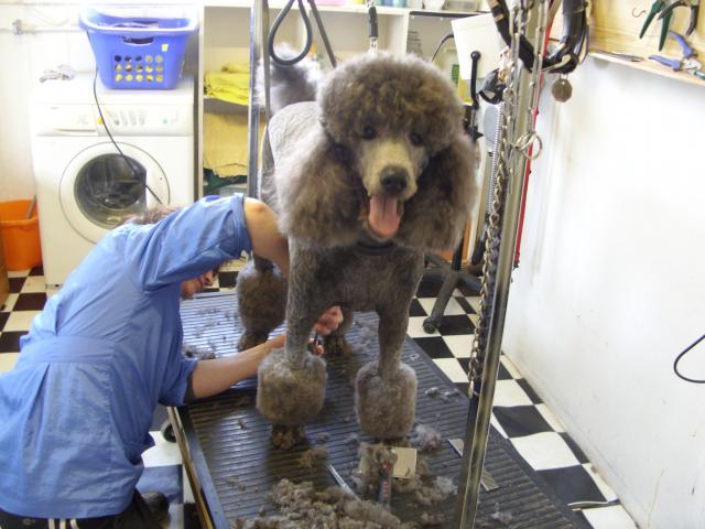 Grooming Parlour